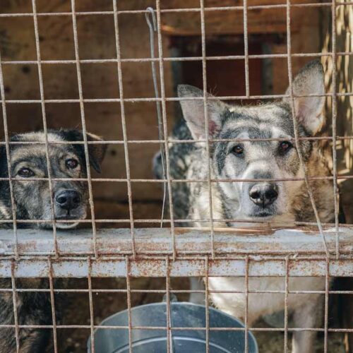 Everyone Wanted A Puppy Before The Pandemic