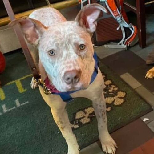 This Deaf Rescue Puppy Learns Sign Language So She Can Live Harmoniously With Her New Family