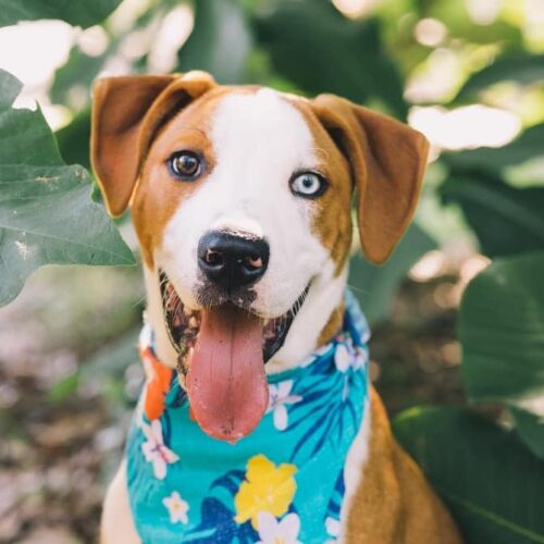 Sick And Sad Puppy Found Inside A Box In A Parking Lot Becomes The Healthiest And Happiest Dog In His Forever Home