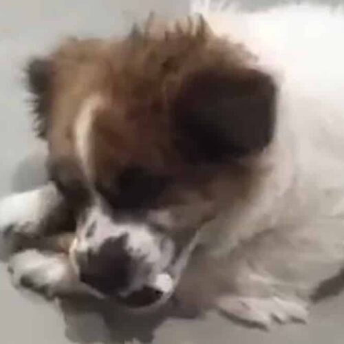 People Suggested It Would Be Better To Put This Dog To Sleep But Her Rescuer Thought Otherwise