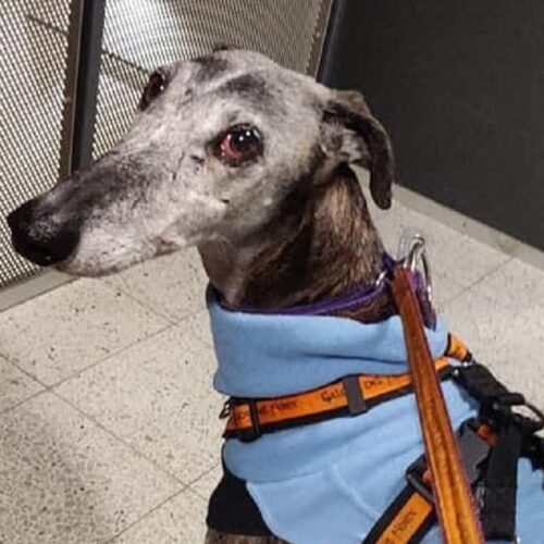 Momma Dog Adopts 7 Orphaned Puppies After Giving Birth To A Litter Of 9