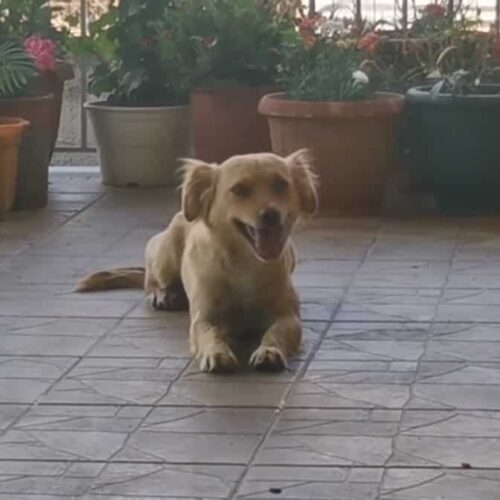 Injured Stray Dog Hides A Story That’s Deeper Than Her Visible Wounds