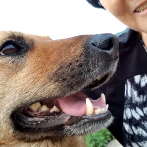 This Dog Spent 12 Months Away From Her Mom Because She Was Too Terrified To Leave Her Old Home