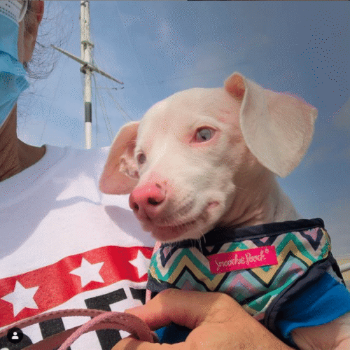 A Blind, Deaf Dog Named Piglet Who Is Teaching Us About Self Love Will Be Releasing His Own Book