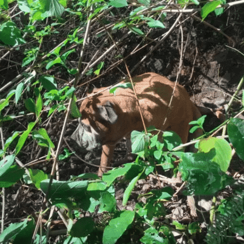 A Missing Dog Was Rescued By ‘Superhero’ Hikers From A Muddy Creek In The Mountain