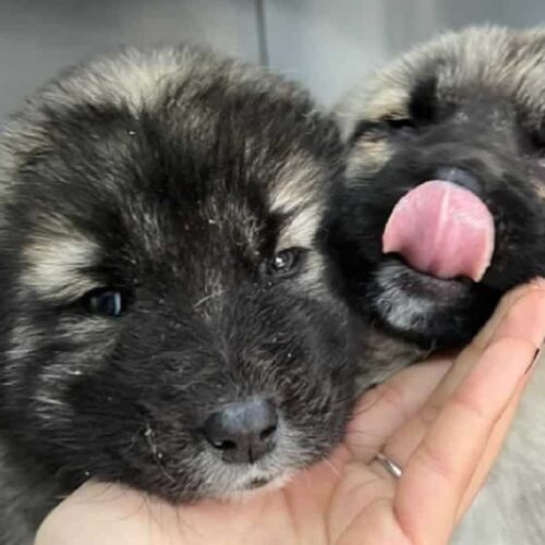 This Momma Dog Will Stop At Nothing To Protect And Keep Her Puppies Alive