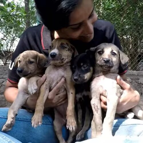 Sad Little Puppies Stuck In Tar Transform Into Happy Siblings The Moment They Were Freed
