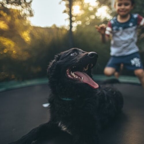 Toddler And Dog Jumping On Trampoline In Adorable Video