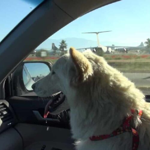 This White German Shepherd Evaded Rescue For So Long And It Took An Entire Crew To Finally Save Her