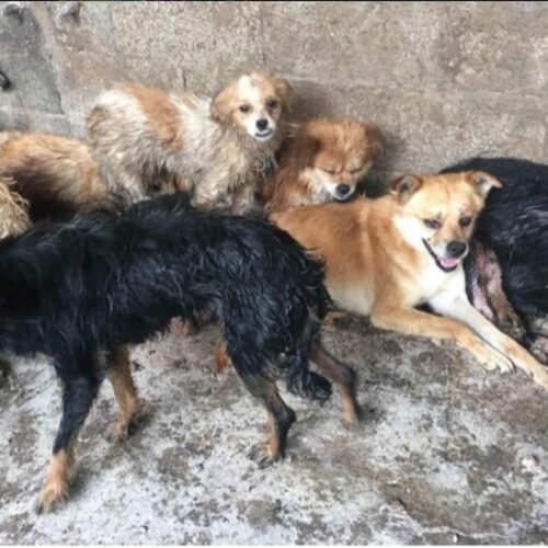 Activists Saved 62 Canines From The Brink Of Slaughter Days Before The Yulin Dog Meat Festival In China