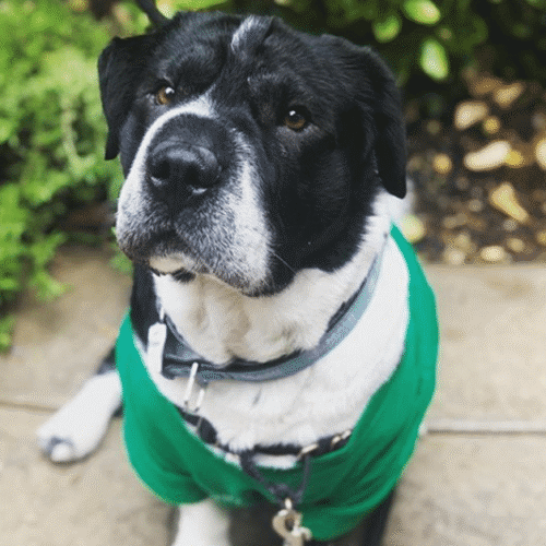 Big-headed Puppy Is Super Adorable