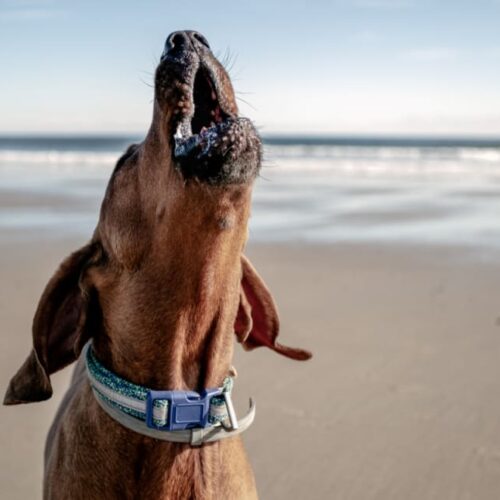 The Story Of How Buddy Overcame His Severe Anxiety Thanks To The Power Of Love