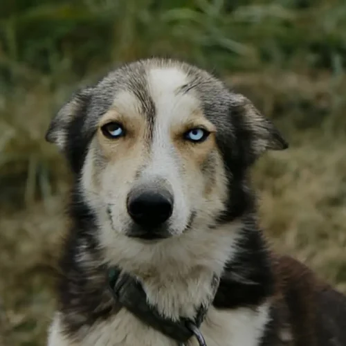 dog with cloudy eyes