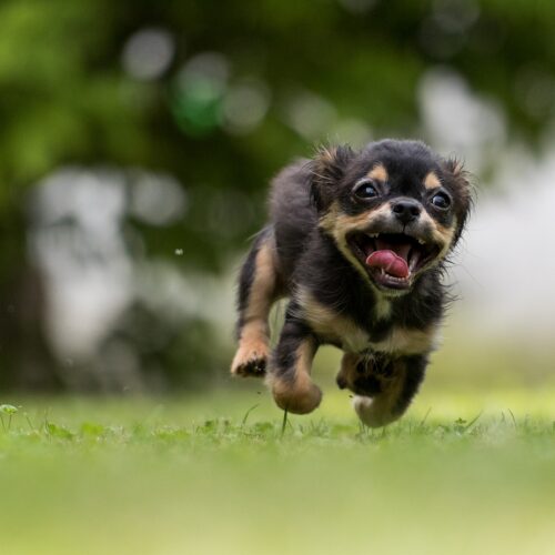 How To Train Your Puppy The Right Way – Introducing Your Puppy To Your Home And Family