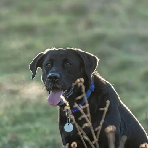 dog-breathing-faster