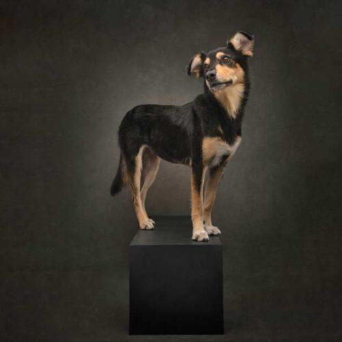 dog doing modeling standing like a hero