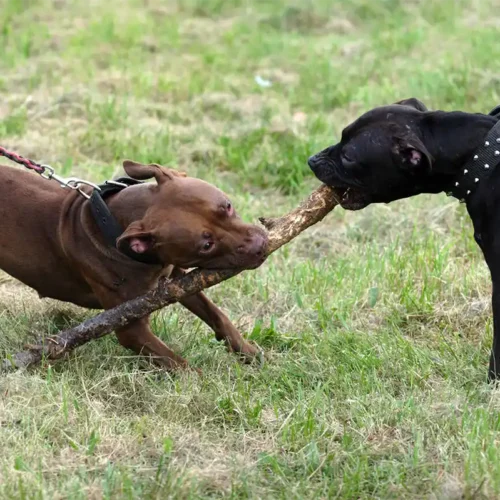 dog fighting