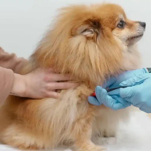 dog-getting-vaccination