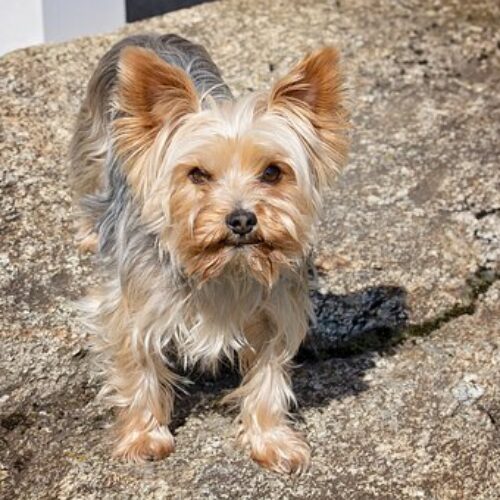 Dog Rescues Abandoned Kitten - Video Going Viral