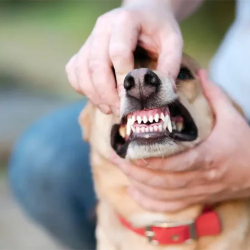 dog-teeth