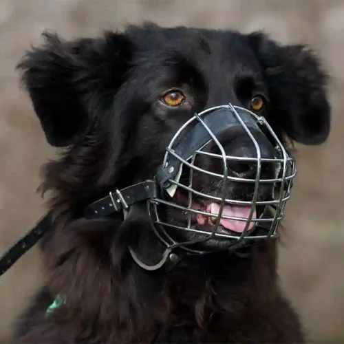 A black dog howcasing common biting behavior in dogs.