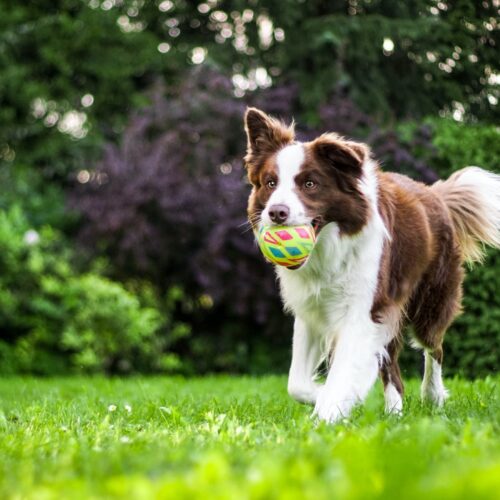 The Ins And Outs Of Effective Dog Training