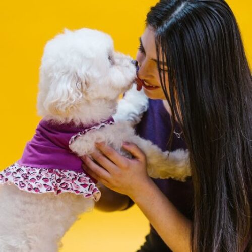 Getting to Know Bad Breath Products for Dog