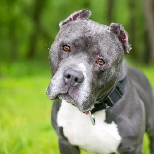 ear cropped dog looking in camera
