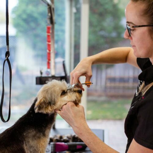 dog grooming center