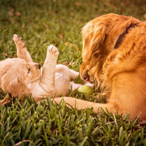 Golden Retriever And German Shepherd Become Bestfriends At First Sight