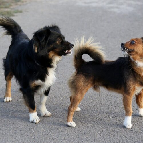 Loyal Pets: These Two Pups Insist On Riding The Ambulance To Accompany Their Beloved Owner To The Hospital