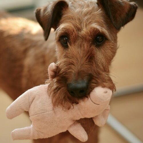 How To Choose The Safest Toys For Your Dog