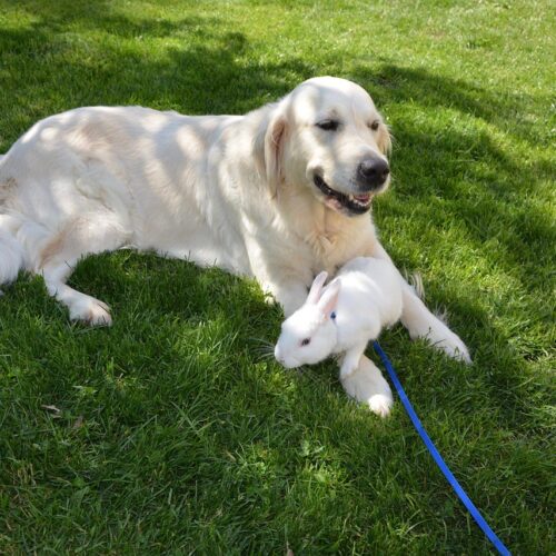 A Male Golden Retriever Developed Maternal Instincts In Order To Protect Baby Rabbits
