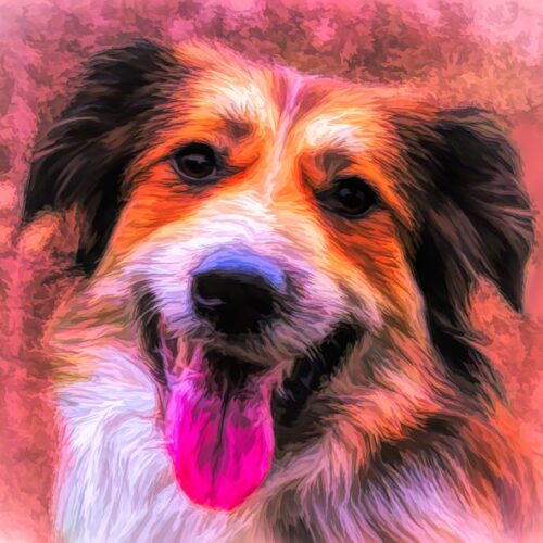 How Darcy Taught Her Owner A Precious Lesson