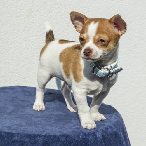 Hollywood Actress Began Fostering A Senior Dog During Quarantine