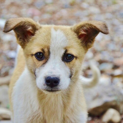 A Stray Dog Decided To Join A Hiker's Journey And Worked His Way Into Her Heart