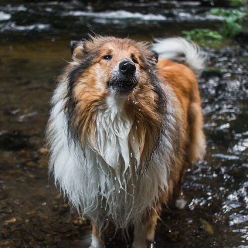 5 Tips - Maintaining Your Dog's Healthy and Shiny Coat