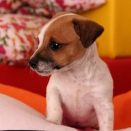 Tiny Senior Dog Refuses To Be Picked Up Unless It's With A Pillow