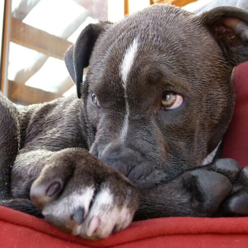 Richmond Animal Control Officers Rescue Pregnant Pit Bull Abandoned And Locked Inside Dumpster