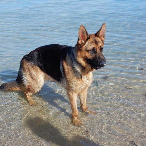 A Fortunate Dog Was Saved And Pulled Out Of The Freezing Waters Of Jamaica Bay In New York City