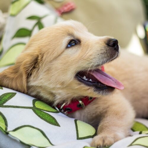 Cute Golden Retriever Puppy Cheers Up The Seniors In A Nursing Home