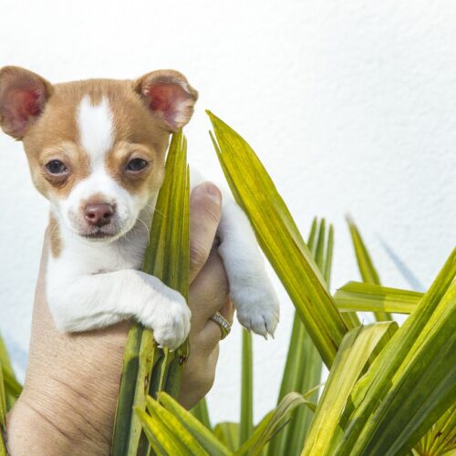 Chihuahua Saved And Adopted By The Vet Who Rescued Him