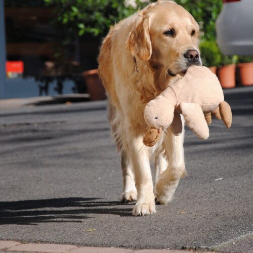 A Caring Dog Raised A Young Lion Cub As If It Were Her Own Child