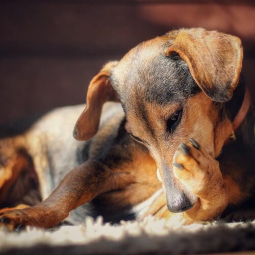 Blind Dachshund Gets Adopted And Shows His Owner How Smart And Playful He Really Is