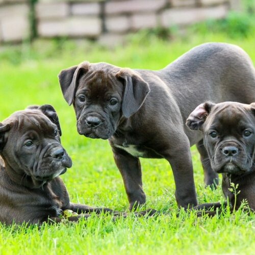 Stray Dog Carries Her Newborn Pup Out To The Road To Get Help For Her Whole Litter