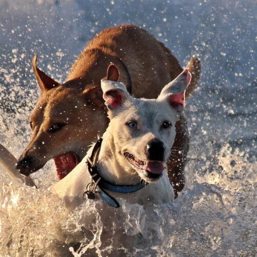 Dogs And Their Owners Raced Both On Land And Water In Croatia