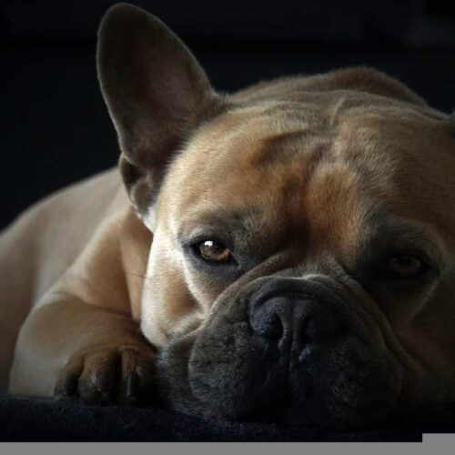 A Bulldog Named Hank Gets A Customized Stairlift To Help Him Go Up And Down The Stairs