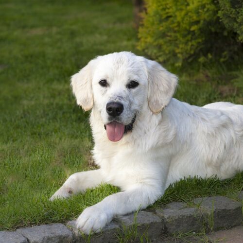 Golden Retriever Raised On Farm Adores Animals, Raises Adopted Goats As Her Own