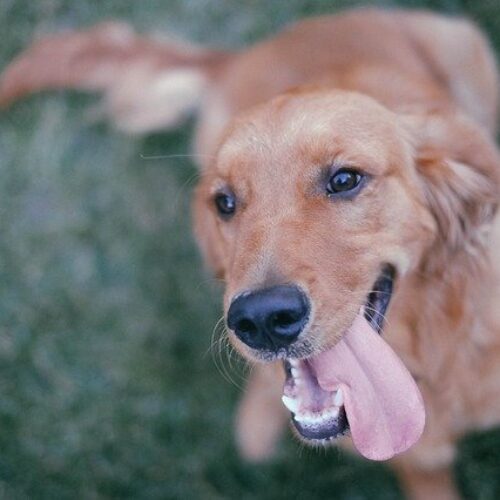 Meet Remi: The Golden Retriever Who Stole The Show At His Owners' Wedding
