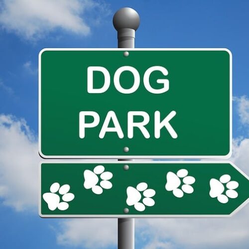 How To Enjoy The Dog Park
